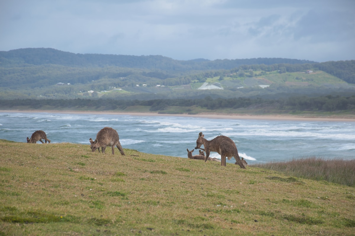 Kangaroos grazing beside the Australian coast