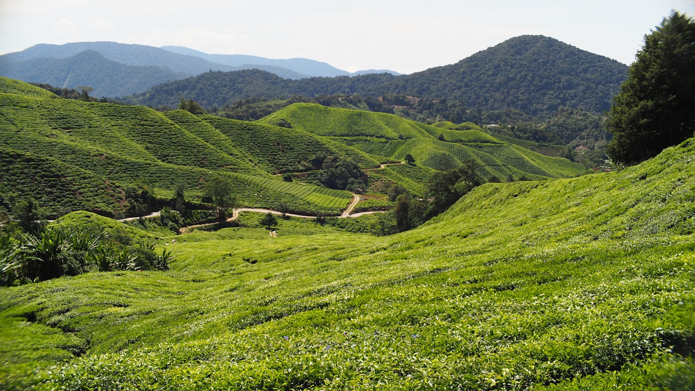 Green tea fields across the Cameron Highlands
