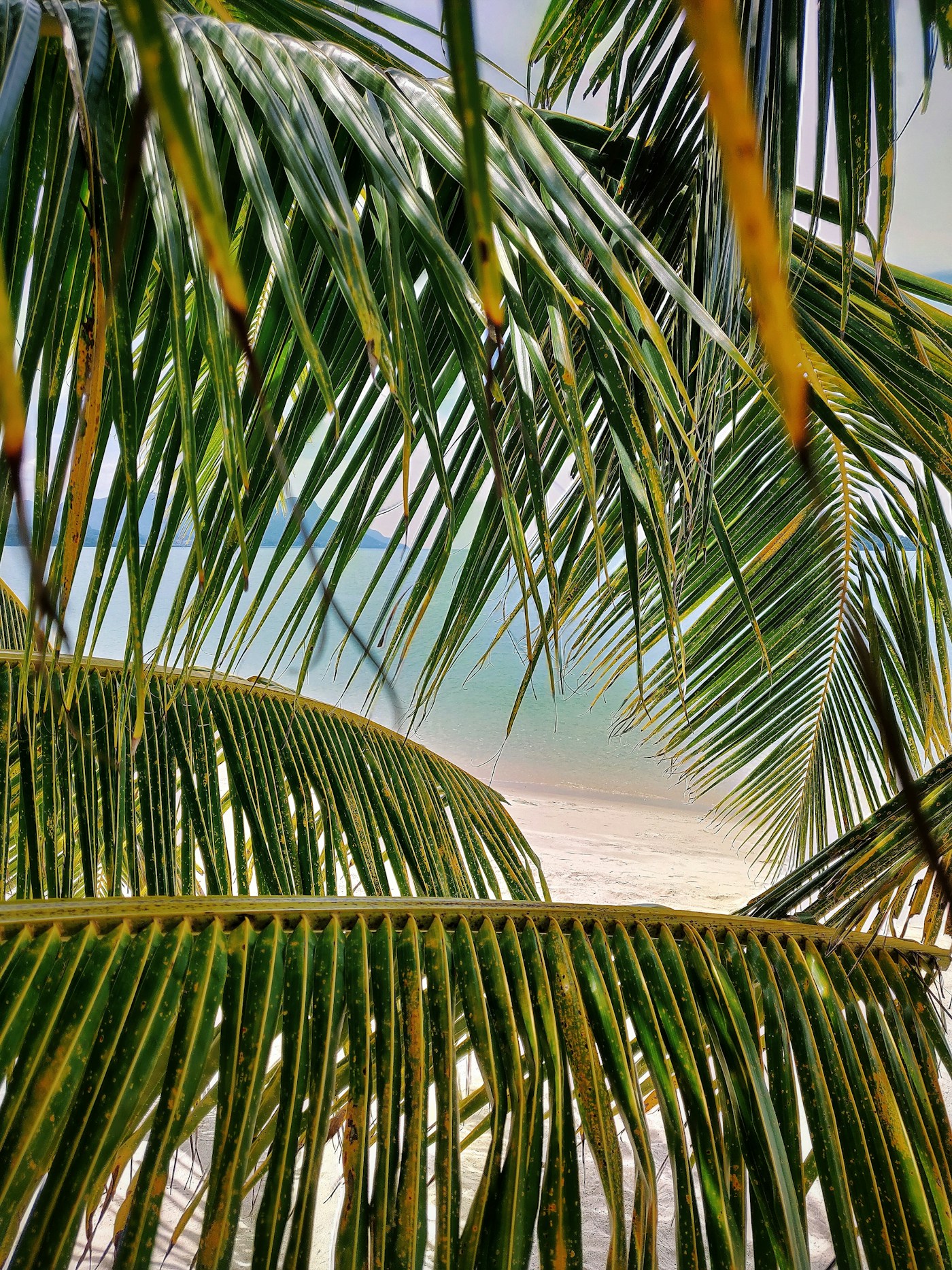 Palm tree beside a tropical beach in Langkawi
